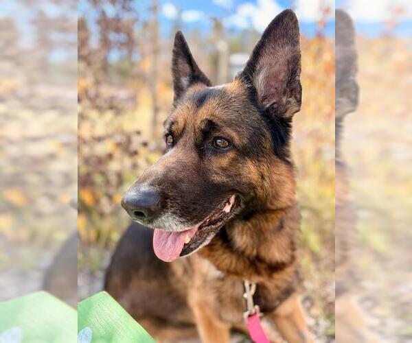 Medium Photo #2 German Shepherd Dog Puppy For Sale in Frisco, CO, USA