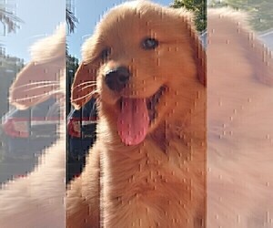 Golden Retriever Puppy for sale in SANTA ANA, CA, USA