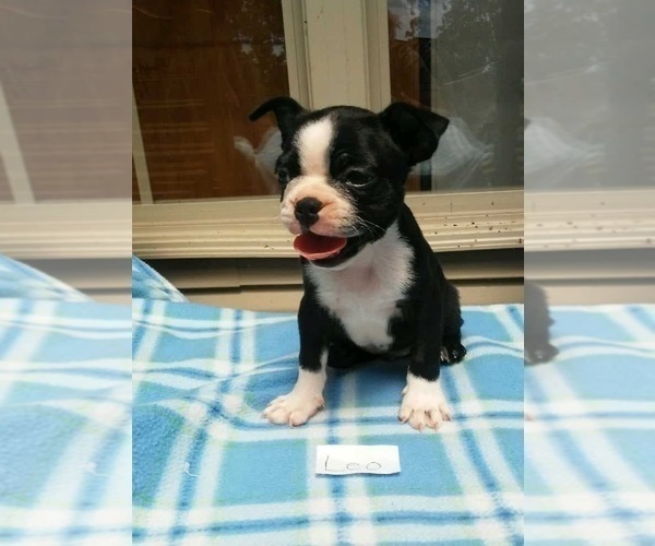 Medium Photo #1 Boston Terrier Puppy For Sale in CLARKRANGE, TN, USA