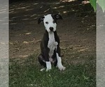Small #1 Labrador Retriever Mix