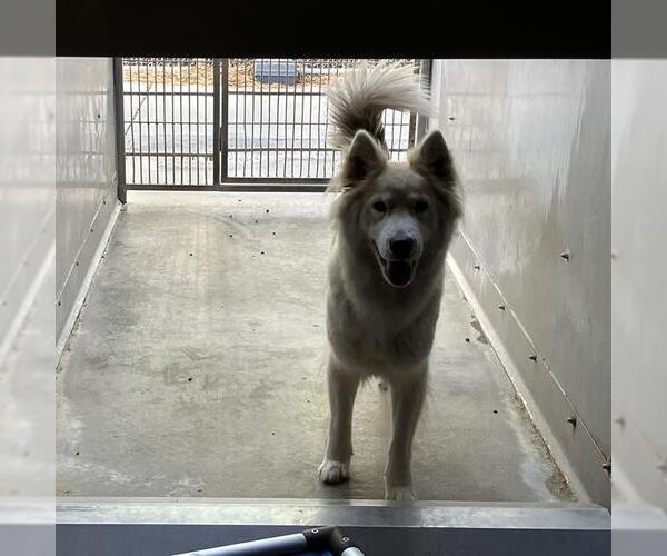 Medium Photo #1 Siberian Husky Puppy For Sale in Camarillo, CA, USA