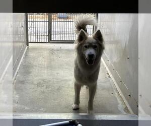 Siberian Husky Dogs for adoption in Camarillo, CA, USA