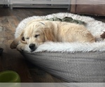 Small English Cream Golden Retriever