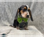 Small Photo #8 Beagle Puppy For Sale in LAKELAND, FL, USA