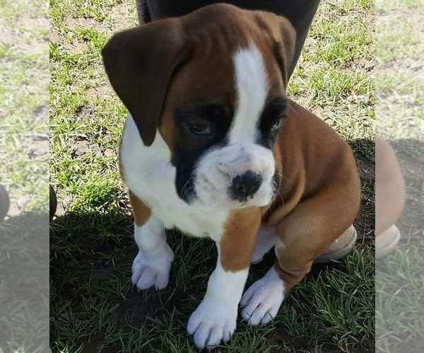 Medium Photo #3 Boxer Puppy For Sale in VICTORIA, TX, USA