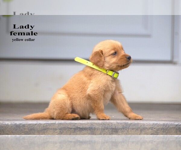 Medium Photo #5 Golden Retriever Puppy For Sale in CLARE, MI, USA