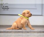 Small #4 Golden Retriever