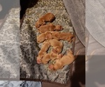 Small Photo #2 Golden Retriever Puppy For Sale in NEW BERN, NC, USA