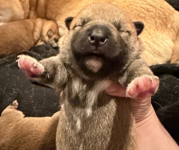 Medium Photo #4 Shiba Inu Puppy For Sale in ZIONSVILLE, IN, USA