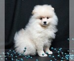 Small #9 Pomeranian