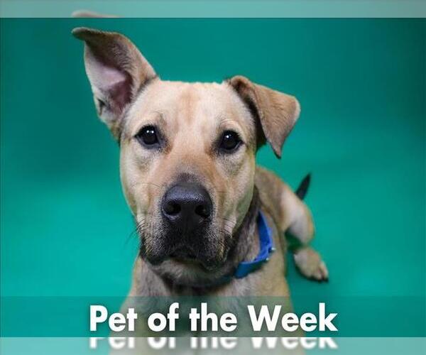 Medium Photo #1 German Shepherd Dog-Unknown Mix Puppy For Sale in West Palm Beach, FL, USA