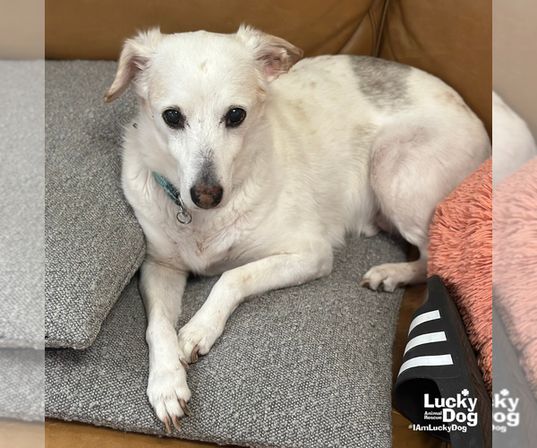 Medium Photo #2 Jack-A-Bee Puppy For Sale in Washington, DC, USA