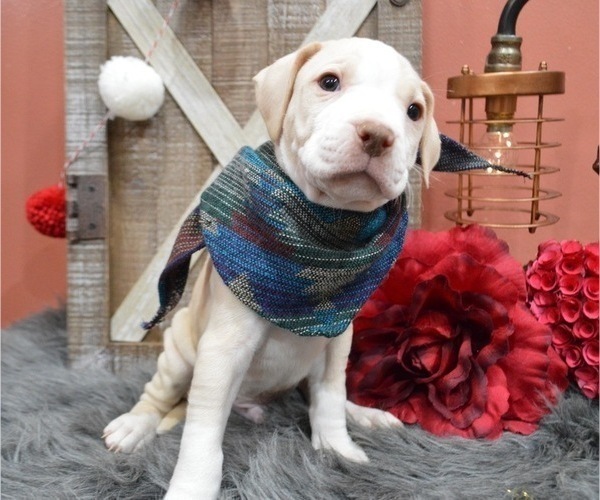 Medium Photo #6 American Pit Bull Terrier Puppy For Sale in HONEY BROOK, PA, USA