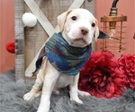 Small Photo #6 American Pit Bull Terrier Puppy For Sale in HONEY BROOK, PA, USA