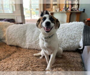 - Mix Dogs for adoption in Holly Springs, NC, USA