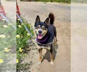 Siberian Husky-Unknown Mix Dogs for adoption in Chula Vista, CA, USA