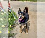 Small Siberian Husky Mix