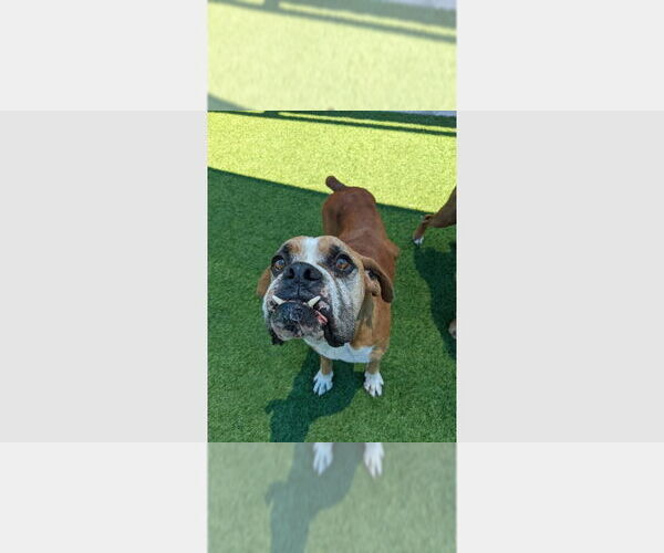 Medium Photo #3 Boxer Puppy For Sale in Austin, TX, USA