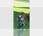 Small #2 Boxer