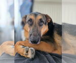 Small #12 German Shepherd Dog