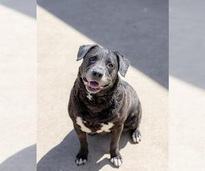 Labrador Retriever-Unknown Mix Dogs for adoption in Aurora, IL, USA