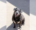 Small Labrador Retriever Mix