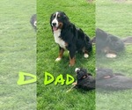 Small Photo #6 Bernese Mountain Dog Puppy For Sale in BROWNSTOWN, IN, USA
