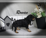 Small #7 Cavalier King Charles Spaniel