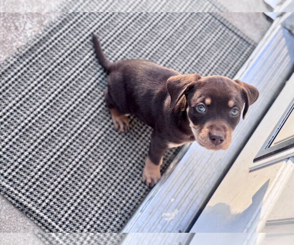 Medium Photo #1 Labrador Retriever-Unknown Mix Puppy For Sale in Hillsboro, MO, USA