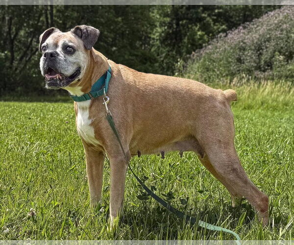Medium Photo #2 Boxer Puppy For Sale in Woodbury, MN, USA