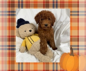 Goldendoodle (Miniature) Puppy for sale in LOS ANGELES, CA, USA