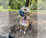 Small #7 American Pit Bull Terrier Mix