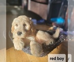 Small Photo #5 Goldendoodle Puppy For Sale in KIMBALL, MN, USA