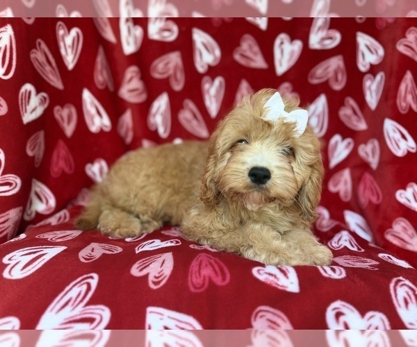 Medium Photo #7 Goldendoodle (Miniature) Puppy For Sale in LAKELAND, FL, USA