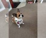 Small #8 Chiweenie