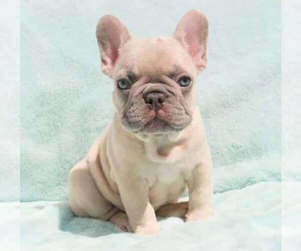 Medium Photo #3 French Bulldog Puppy For Sale in WILSONVILLE, OR, USA