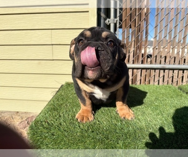 Medium Photo #13 English Bulldog Puppy For Sale in WEST HOLLYWOOD, CA, USA