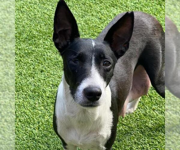 Medium Photo #10 Border Collie-Unknown Mix Puppy For Sale in San Diego, CA, USA