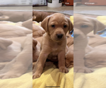 Puppy Puppy 7 Labrador Retriever