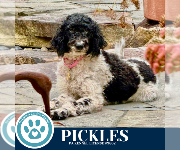 Medium Photo #4 Mutt Puppy For Sale in Kimberton, PA, USA