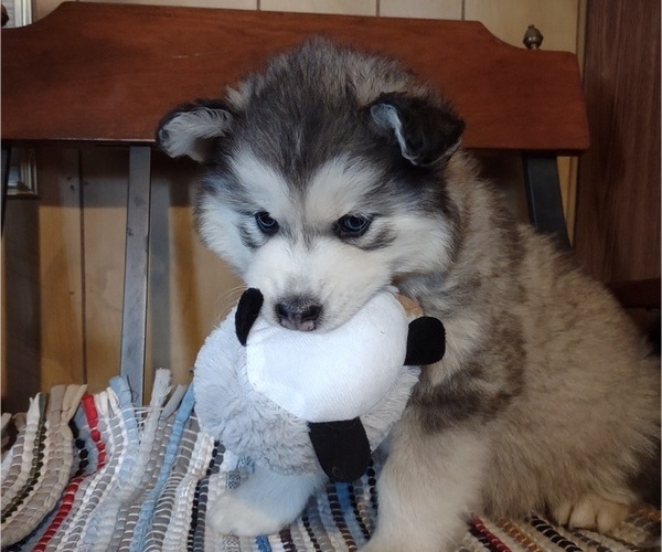 Medium Photo #1 Siberian Husky Puppy For Sale in MIO, MI, USA