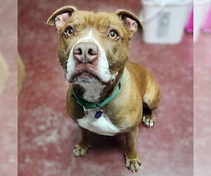 Mutt Dogs for adoption in Fargo, ND, USA