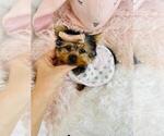 Small #5 Yorkshire Terrier