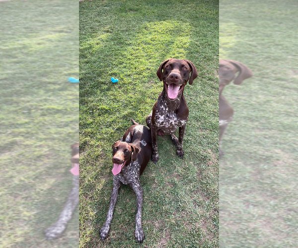 Medium Photo #1 German Shorthaired Pointer Puppy For Sale in RIVERSIDE, CA, USA