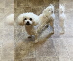 Small #4 Poodle (Miniature)