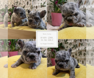 French Bulldog Puppy for sale in LAS VEGAS, NV, USA