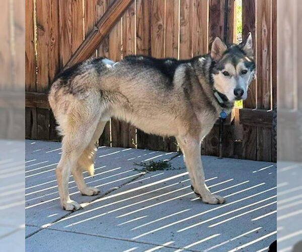 Medium Photo #4 Siberian Husky Puppy For Sale in Omaha, NE, USA