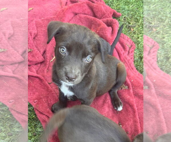 Medium Photo #2 Chocolate Labrador retriever-Unknown Mix Puppy For Sale in Pottstown, PA, USA