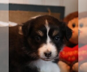 Australian Shepherd Puppy for sale in WESTFIELD, MA, USA