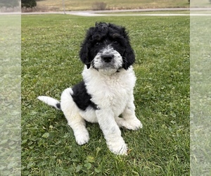 Medium Bernedoodle
